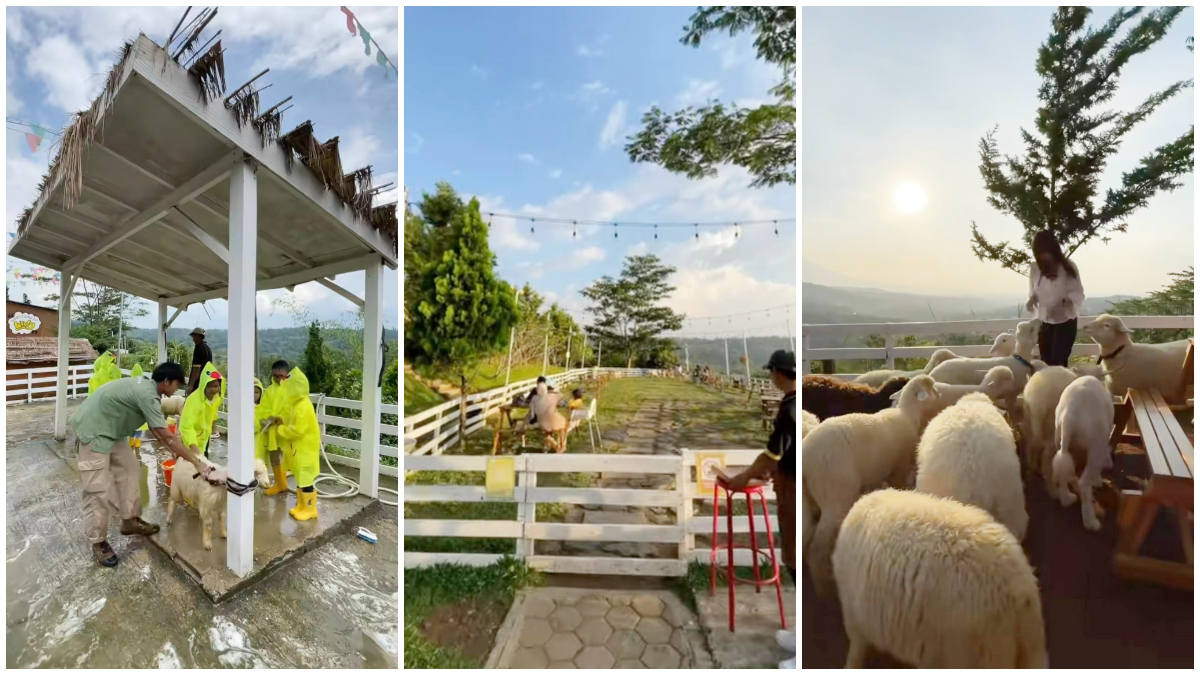 Suasana Wolly Cafe di Bogor dengan fasilitas Mini Zoo-nya. 