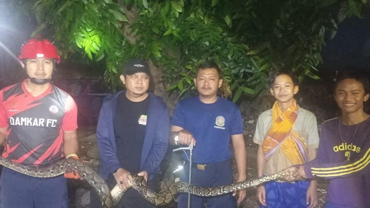 Petugas Damkar mengevakuasi ular 3 meter di Sukmajaya Kota Depok.