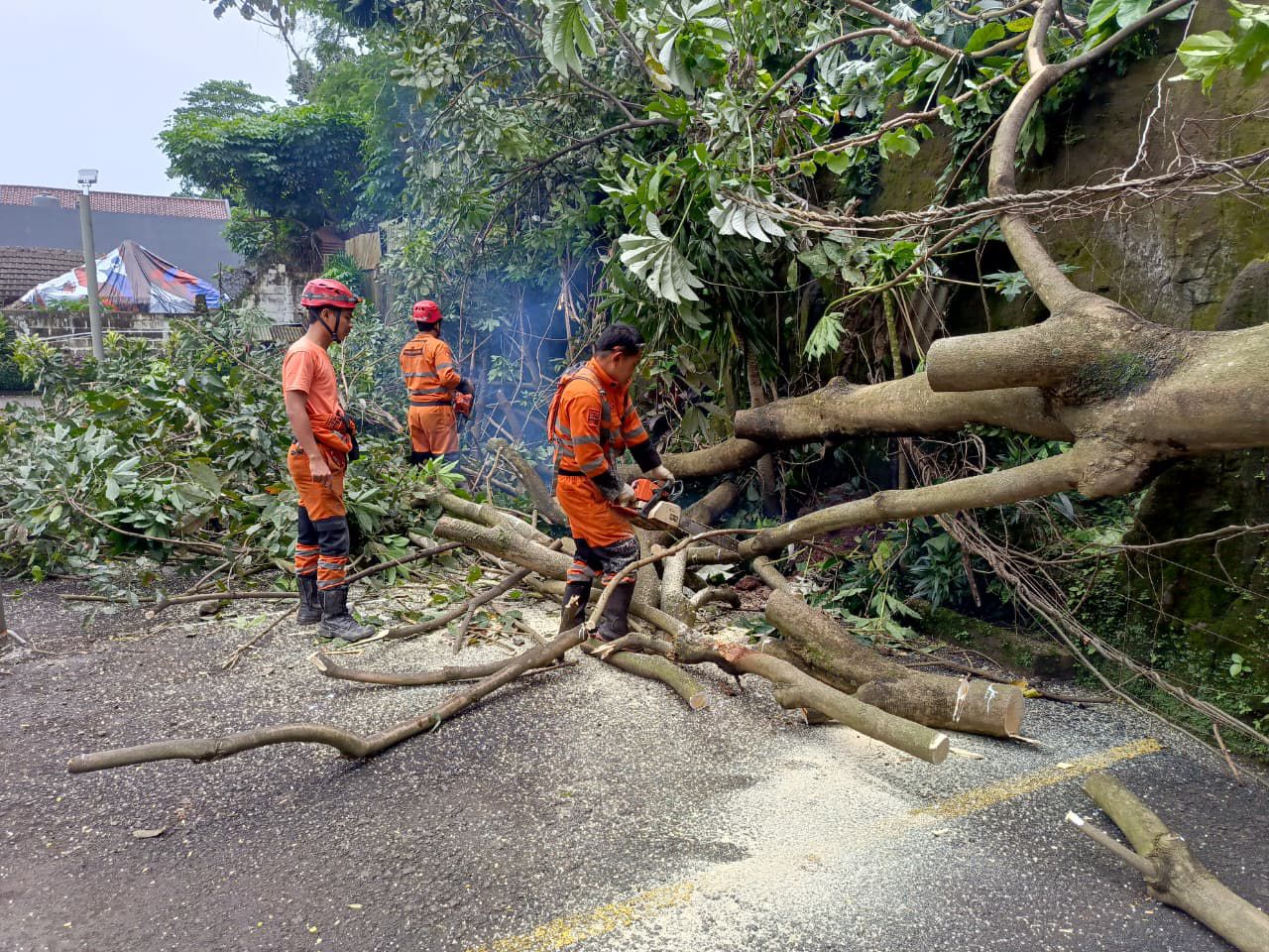 Perosnel BPBD Kota Bogor saat mengevakuasi pohon tumbang di Kelurahan Tegallega, Kecamatan Bogor Tengah, Senin 23 Februari 2026. 
