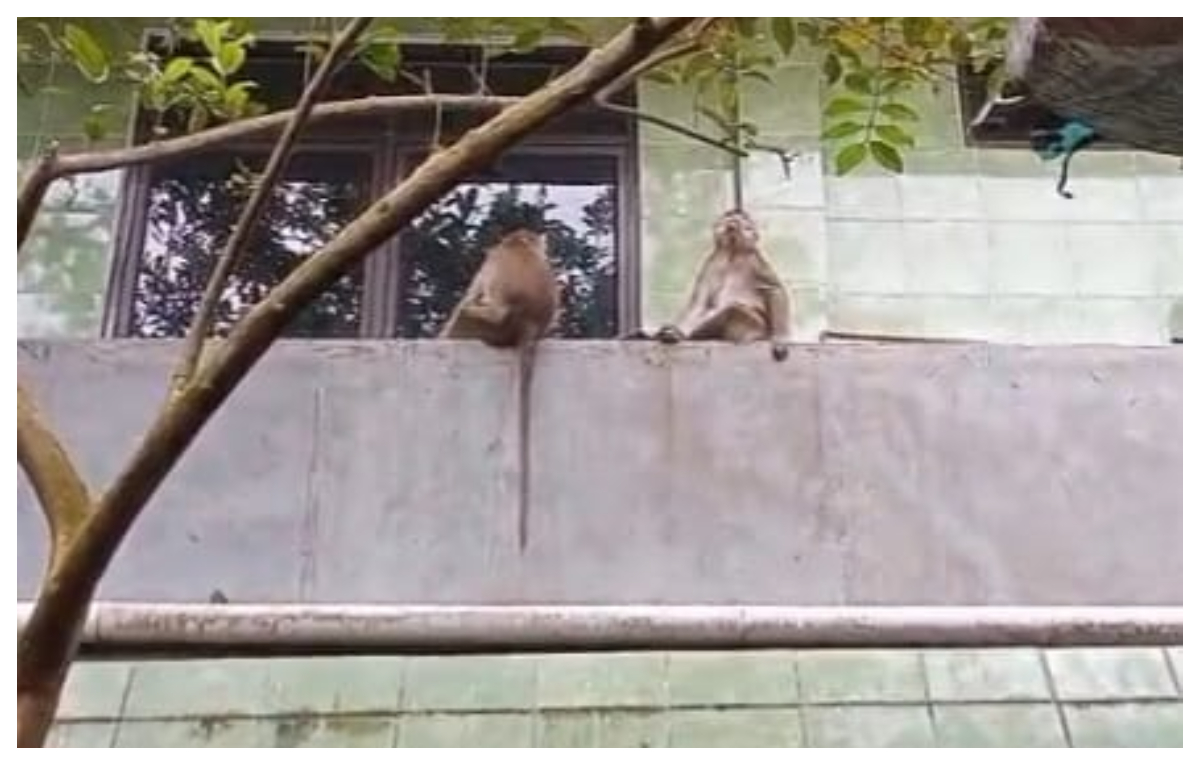 Tangkapan layar kawanan monyet muncul di pemukiman warga Kampung Babakan Raya, Desa Babakan, Kecamatan Dramaga, Kabupaten Bogor.