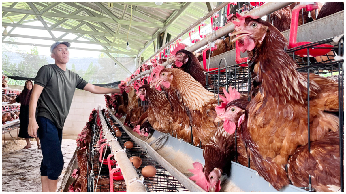 Aktivitas peternakan ayam petelur milik KTD Berkah Tani Mekarwangi di Kelurahan Mekarwangi, Tanah Sareal, Kota Bogor, Kamis 26 Februari 2026. 