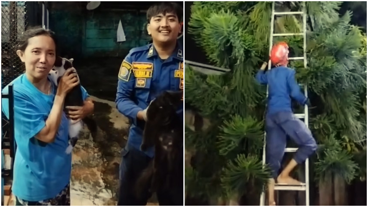 Petugas Dinas Damkar Kota Bogor menyelamatkan kucing.