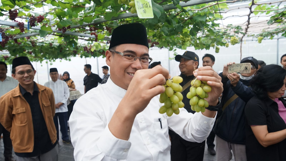 Rektor IPB University Alim Setiawan Slamet memetik anggur hasil riset saat panen perdana di Agribusiness and Technology Park (ATP) IPB Dramaga.
