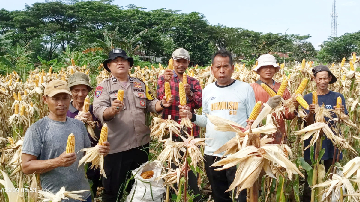 Kelompok tani binaan Polsek Babakan Madang bersama jajaran kepolisian saat melakukan panen jagung di lahan seluas satu hektare di Kecamatan Babakan Madang, Kabupaten Bogor.