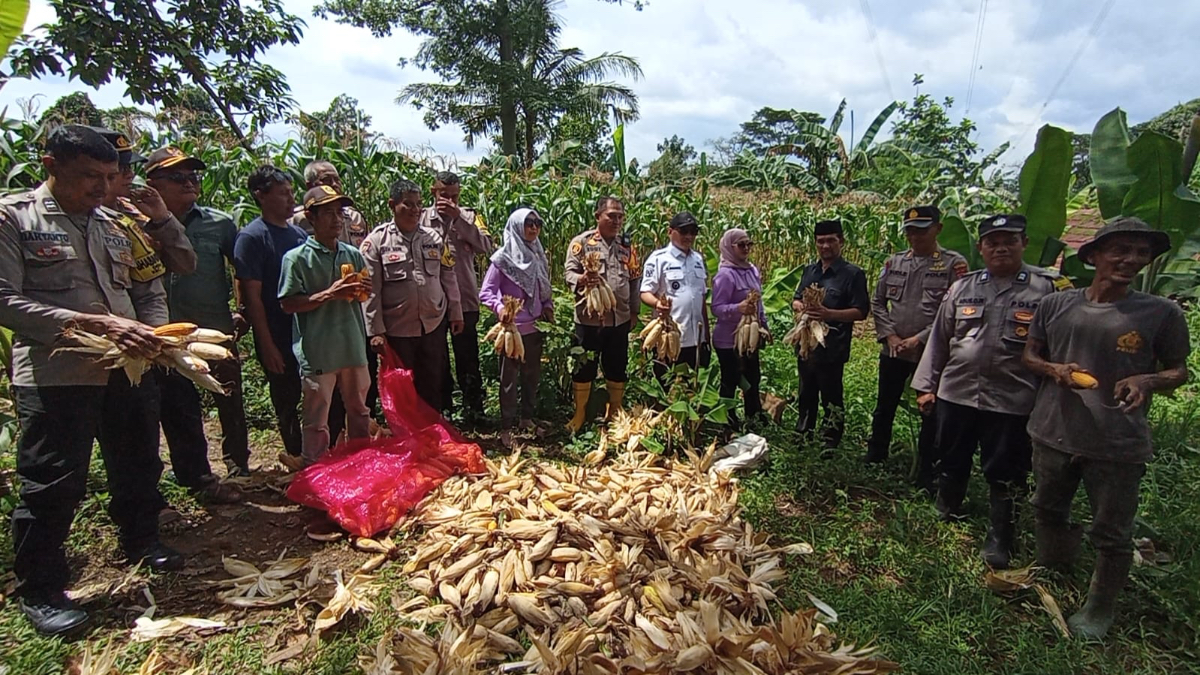 Panen jagung di Kawasan Industri Citeureup Bogor.