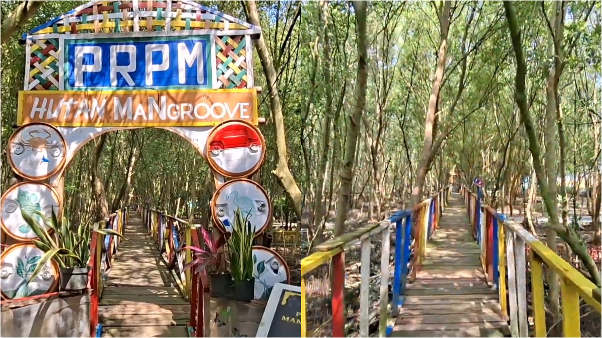 Wisata Mangrove Pantai Pasir Putih Cilamaya