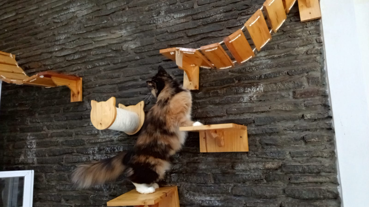 Suasana penitipan hewan di Adora Pet Hotel, Kota Bogor.