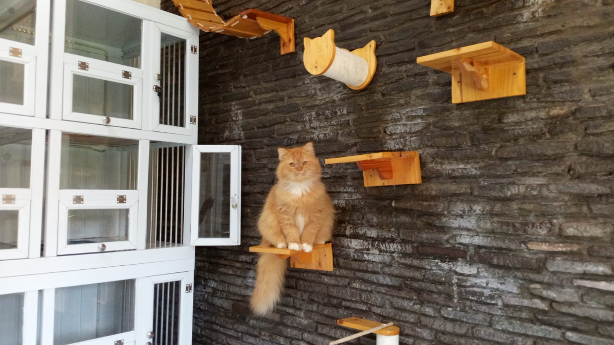 Suasana penitipan hewan di Adora Pet Hotel, Kota Bogor.