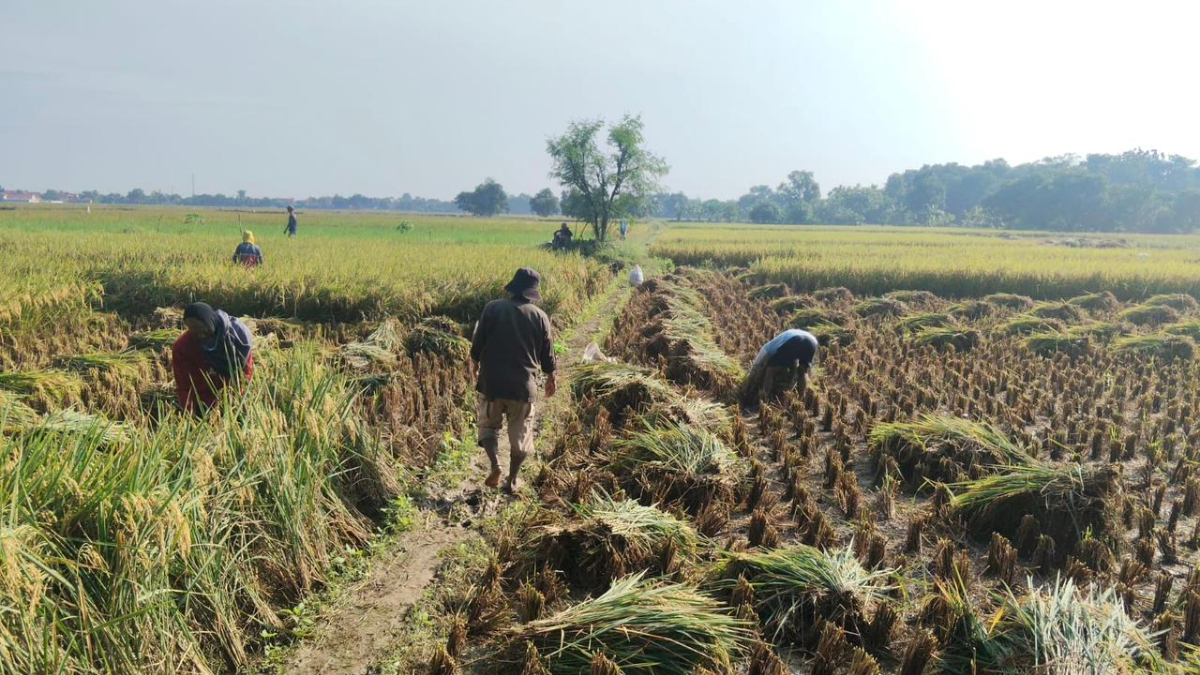 Panen raya di Kabupaten Majalengka, Jawa Barat memperkuat stok pangan beras nasional.