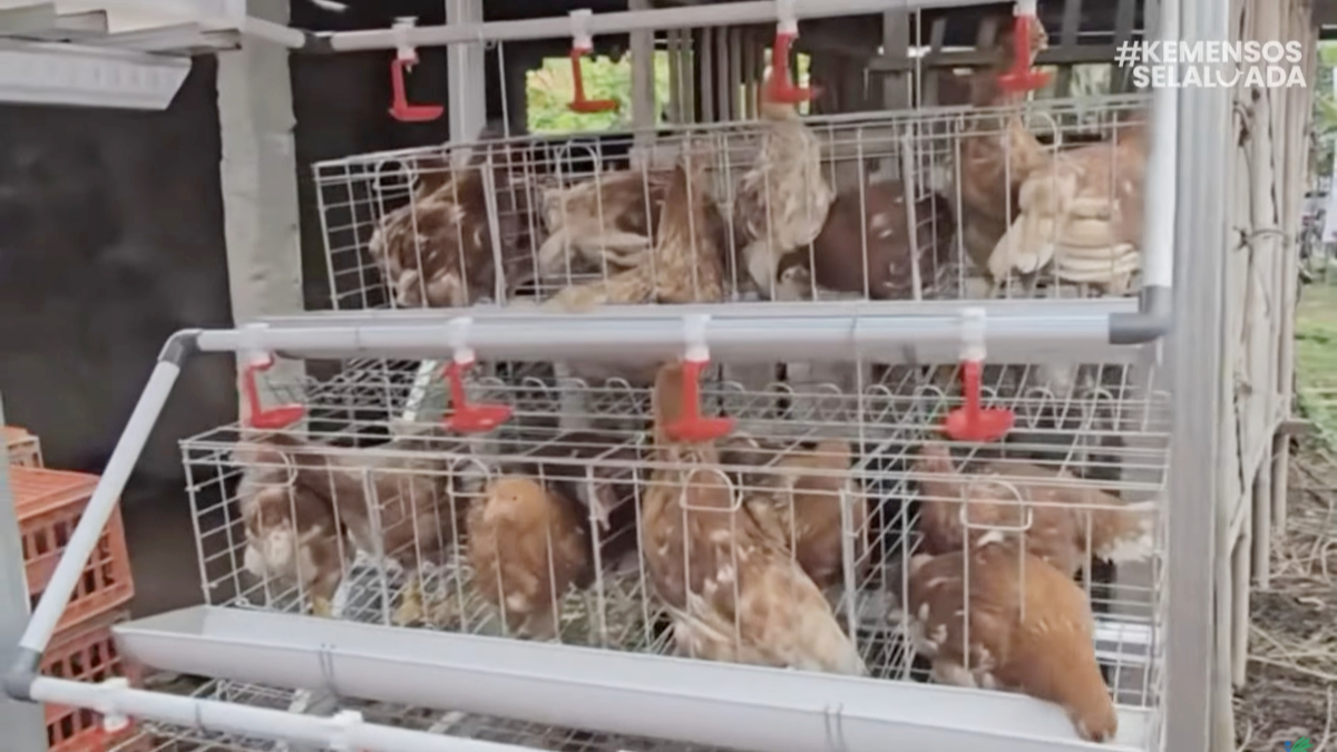 Program Pemberdayaan Ayam Petelur, kolaborasi dari Kemensos dan Kemenkop