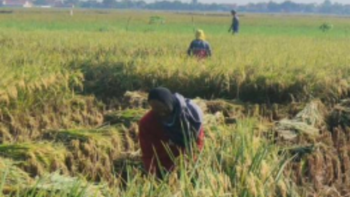 Ilustrasi: Petani. Indonesia mengalami surplus beras di tengah dinamika global.