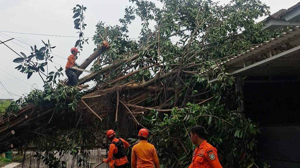 BPBD Kabupaten Bogor mengevakuasi pohon tumbang akibat angin kencang di Kecamatan Jonggol, Kabupaten Bogor.
