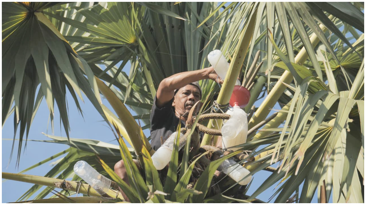 Warga Desa Hendrosari Gersik tengah membuat minuman legen dari pohon lontar.