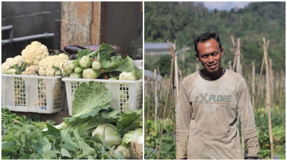 Desa Sumowono di Kabupaten Semarang, Jawa Tengah dikenal sebagai desa sayur.