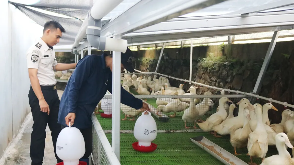 Program peternakan dijalankan di Lapas kelas IIA Cibinong Kabupaten Bogor bagi warga binaan. Foto: Dok. Lapas Kelas IIA Cibinong