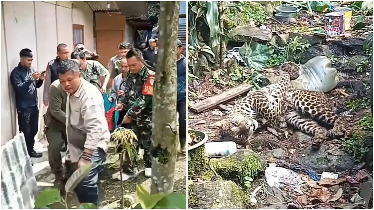 Petugas saat mengevakuasi macan tutul yang masuk ke permukiman warga di Gunung Mas, Puncak, Kabupaten Bogor, Jumat, 3 April 2026. (Tangkapan layar video warga)
