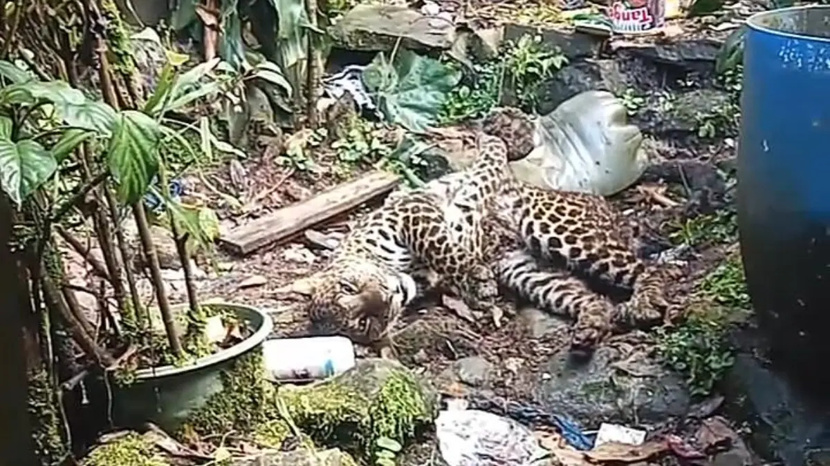 Seekor macan tutul terjerat di pemukiman warga di kawasan Puncak, Cisarua, Kabupaten Bogor. Foto: Tangkapan layar video warga