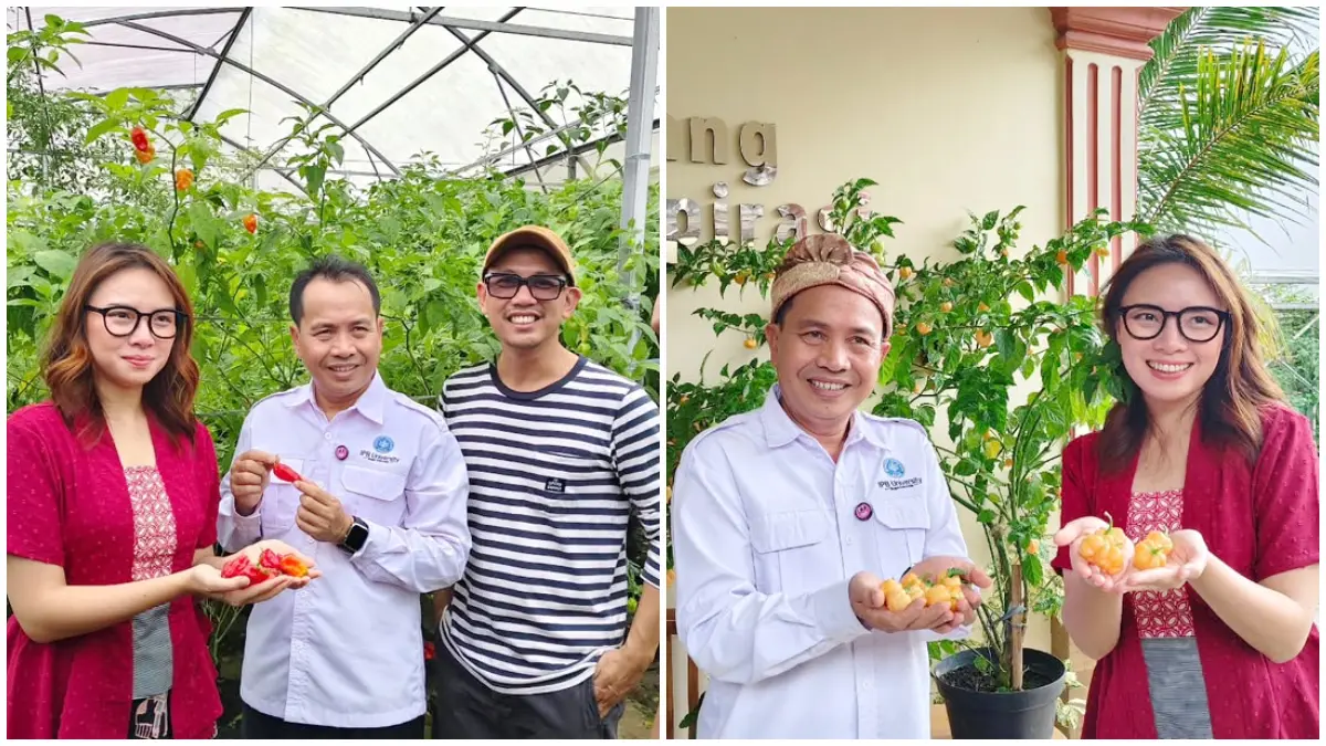 Kunjungan food vlogger Magdalena untuk pemberian nama cabai Magda IPB. (Foto : Instagram @muhsyukur72)