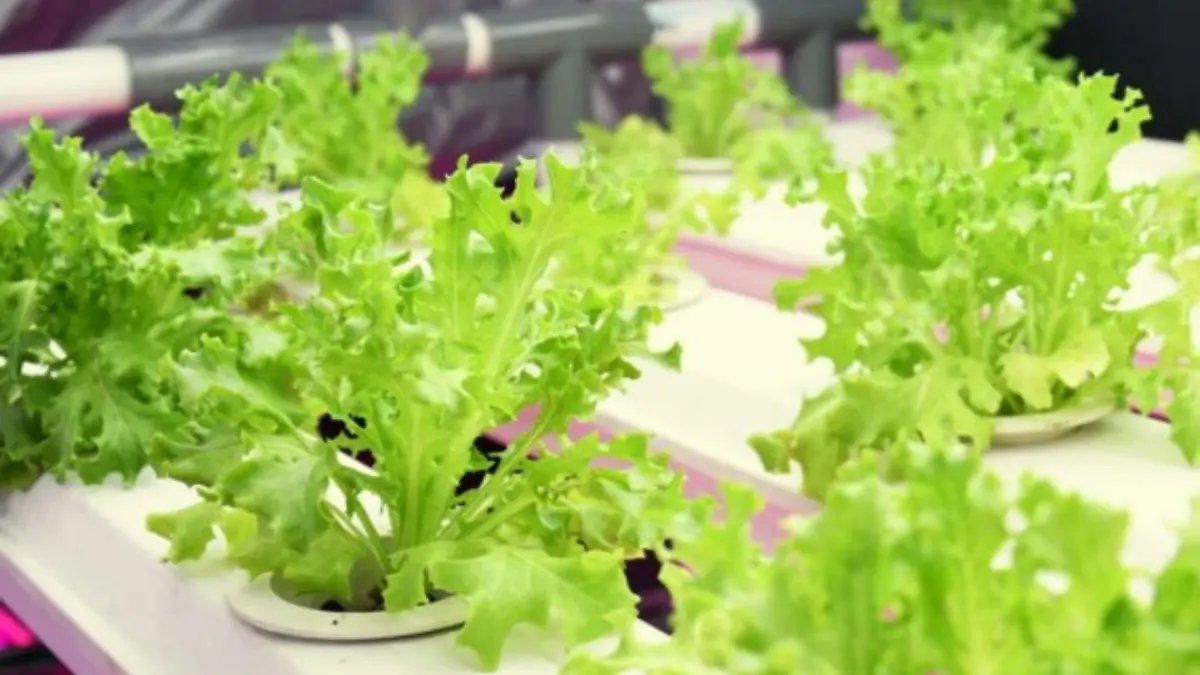 Mini Plant Factory Berbasis IoT buatan IPB University jadi solusi para petani.