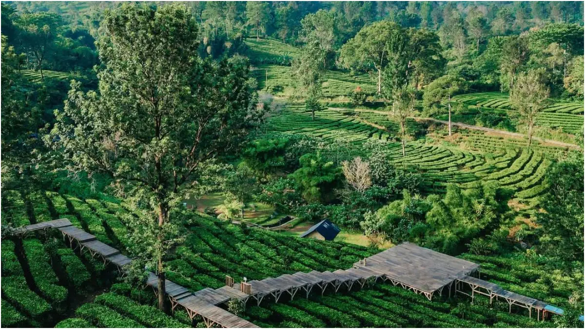 Ilustrasi wisata alam gratis di Bogor