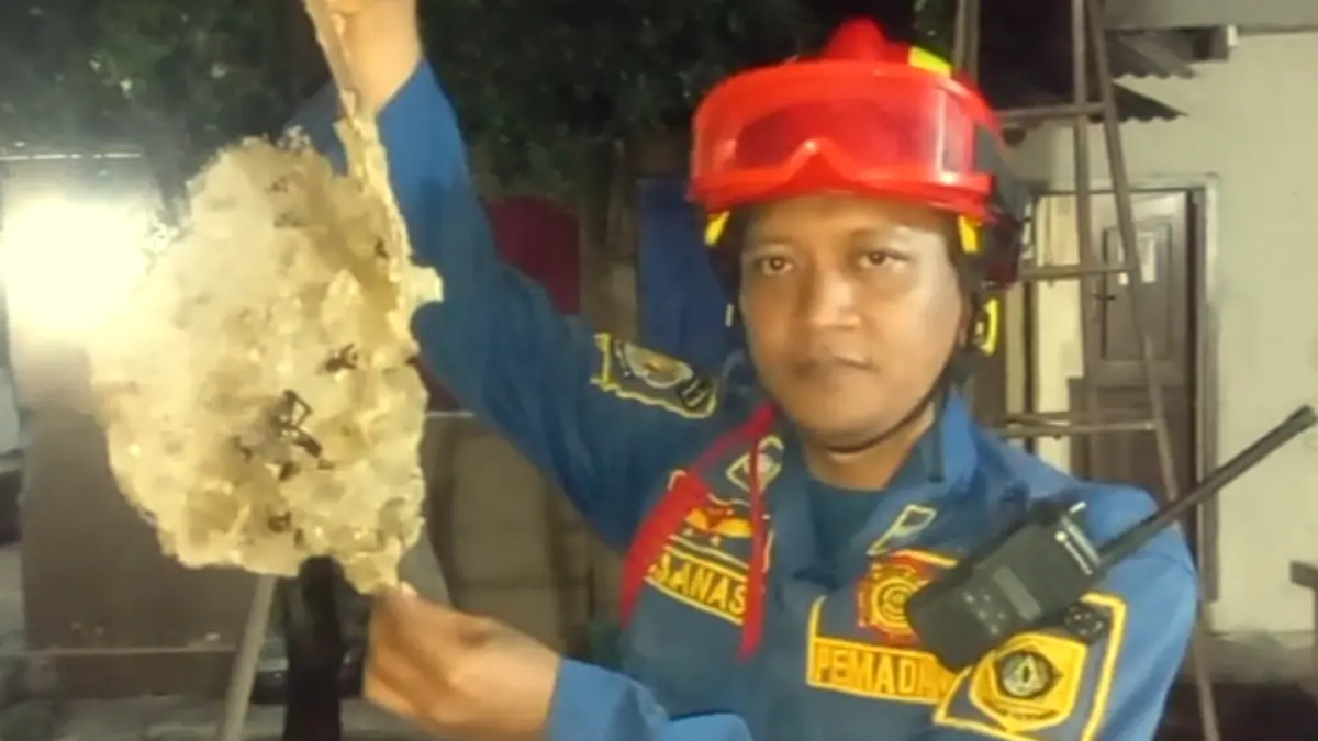 Petugas Damkar mengevakuasi sarang tawon vespa di Rumpin Bogor.  (Nasir / Radar Bogor)