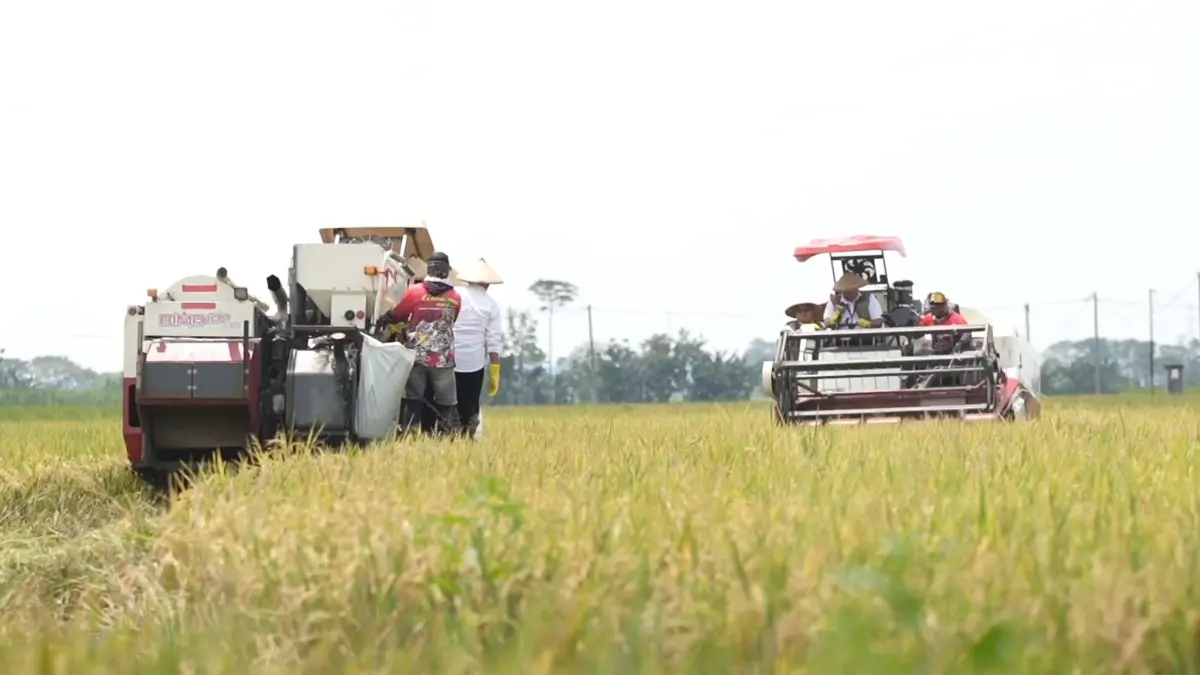 Panen Raya di Ngawi turut bantu menuju Swasembada Pangan Nasional. (Foto: YouTube/@TVBULOG)