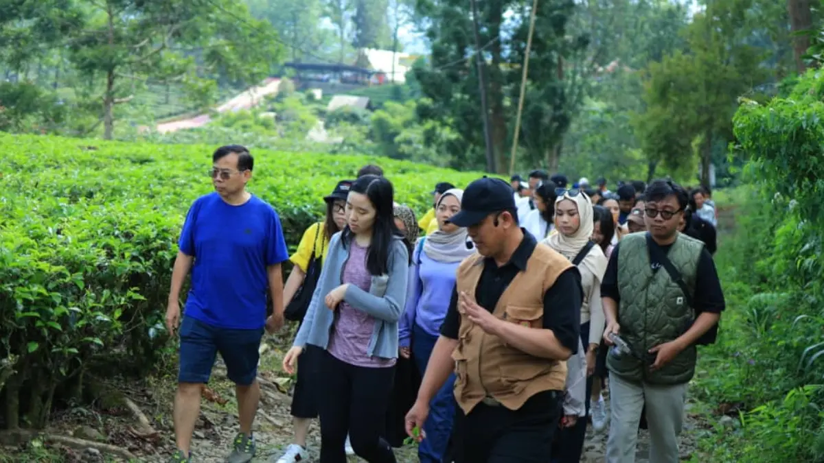 Wisatawan menyusuri hamparan kebun teh di kawasan Agrowisata Gunung Mas, Puncak, Kabupaten Bogor.(Dok. Agrowisata Gunung Mas)