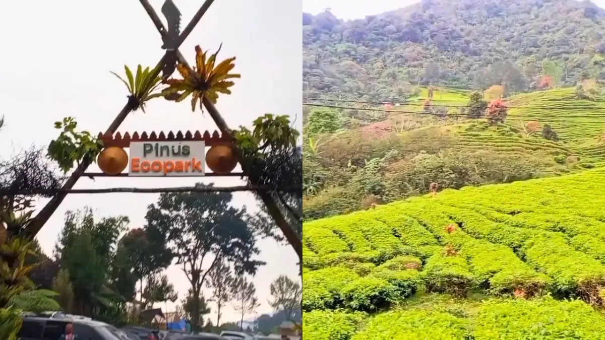 Pinus Ecopark Bogor (Tangkapan Layar YouTube tukang nongkrong)