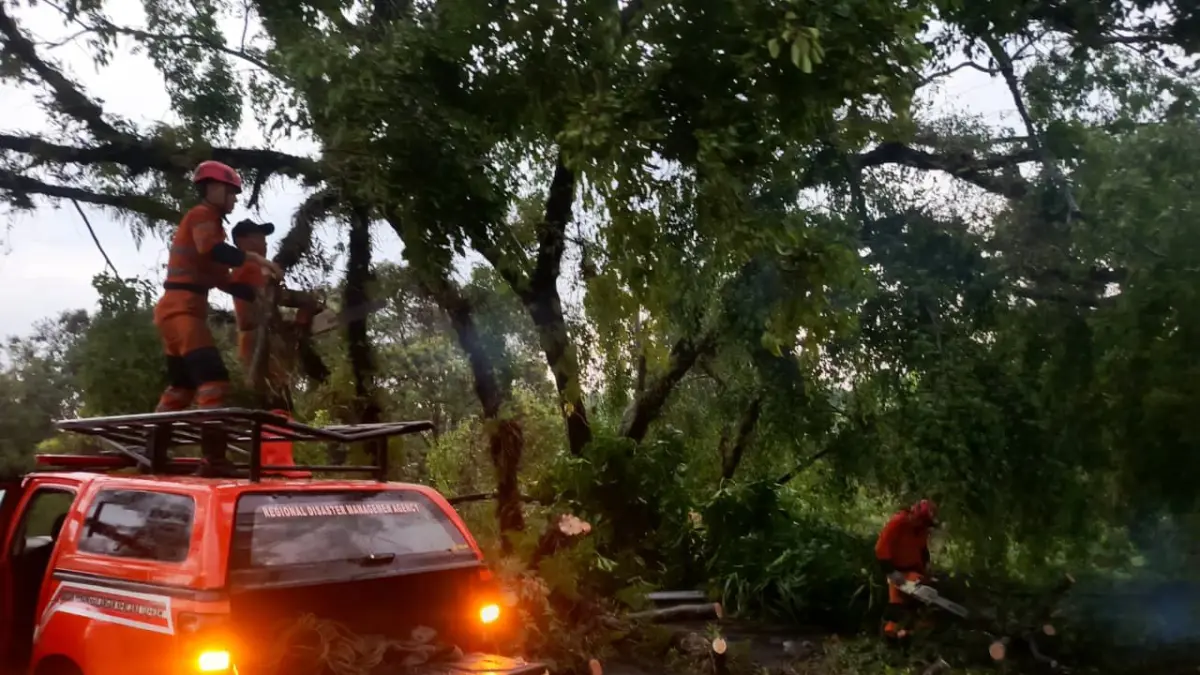 Proses evakuasi pohon tumbang di Mulyaharja oleh BPBD Kota Bogor. (Dok. BPBD Kota Bogor)