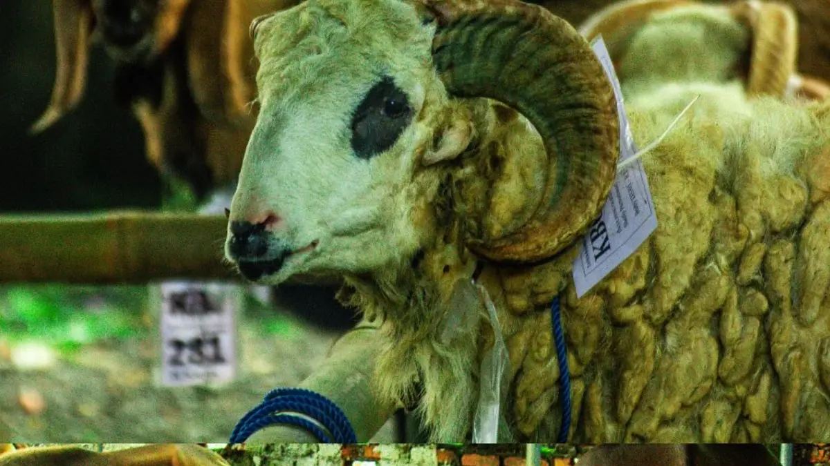 Ilustrasi Hari Raya Idul Adha