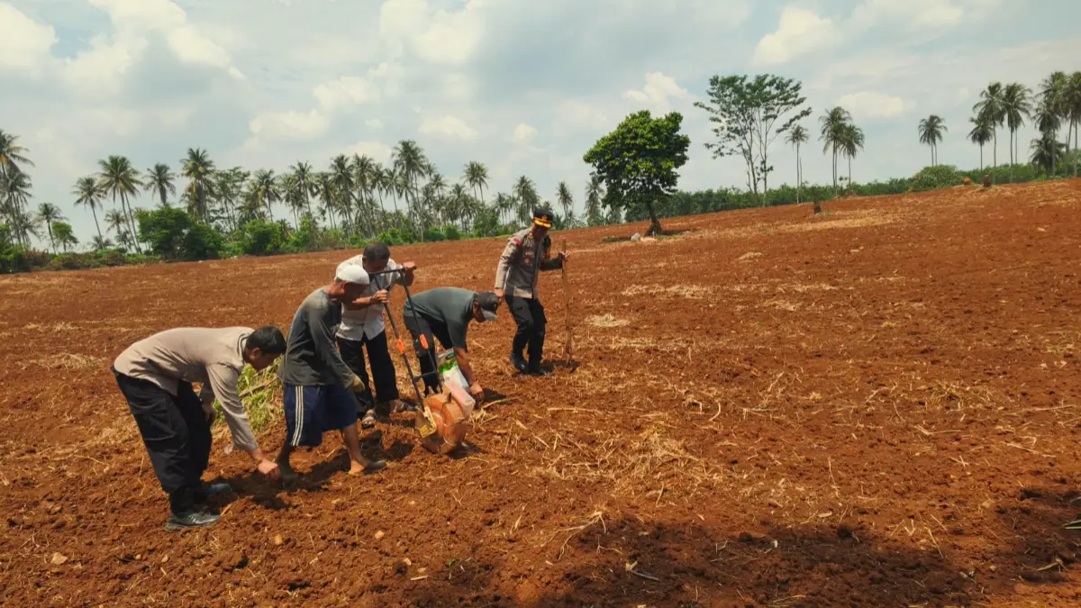 Kapolsek Rumpin Polres Bogor, Kompol Suyoko memimpin penanaman jagung hibrida.