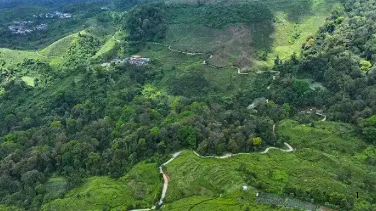 Pemandangan Kebun Teh Malasari Bogor (Foto: Tangkapan Layar YouTube Kabupaten Bogor)