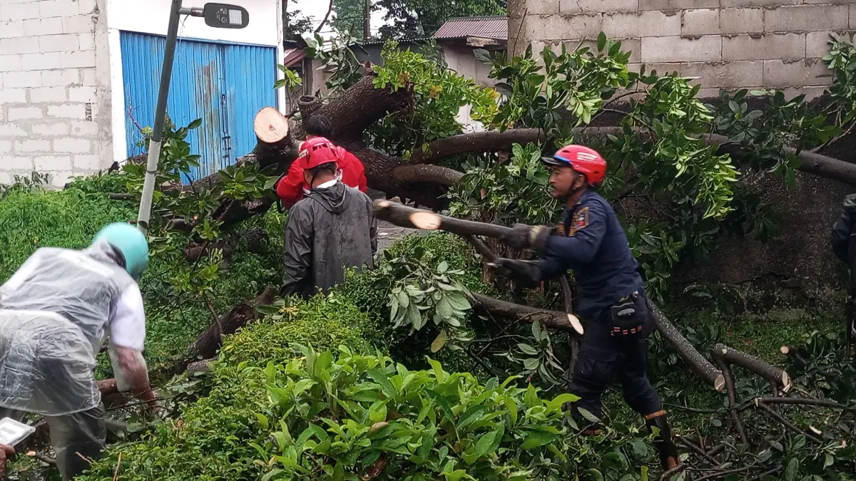 Pohon tumbang di wilayah Kelurahan Lawanggintung Kabupaten Bogor. Foto: Fikri/Radar Bogor