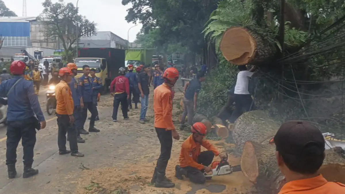 Pohon tumbang menimpa sejumlah kendaraan di Jalan Raya Ciawi - Sukabumi, Desa Bitungsari, Kecamatan Ciawi, Kabupaten Bogor. (Dok. BPBD Kabupaten Bogor)