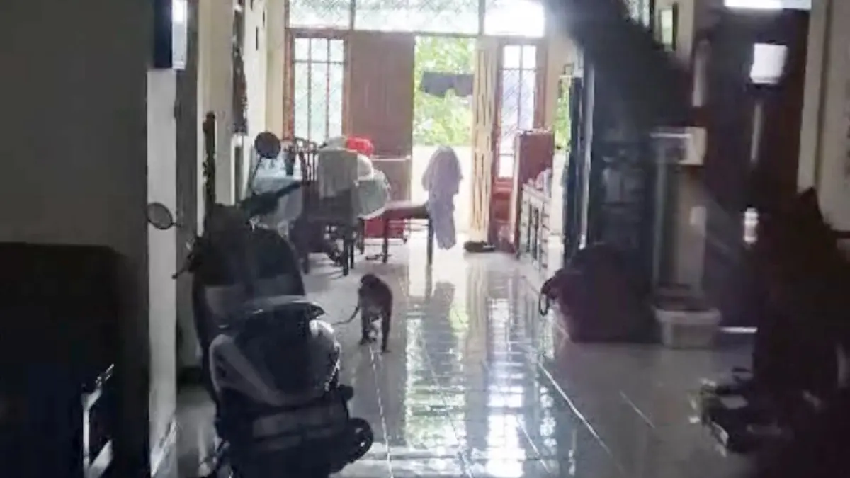 Monyet masuk rumah di Bantarjati, Kota Bogor membuat resah warga. (Kiriman warga)