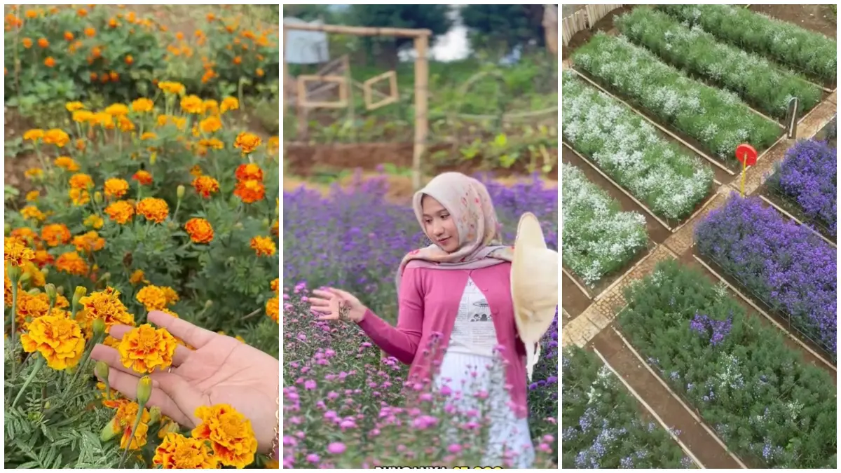 Hamparan bunga berwarna-warni di Taman Bunga Putri Kemuning, Sentul Bogor. (Foto: Tiktok @bogorkeun)