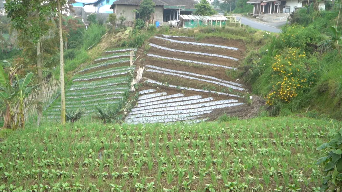 Program Makan Bergizi Gratis (MBG) berdampak bagi petani di daerah. (Dok. Bakom RI)