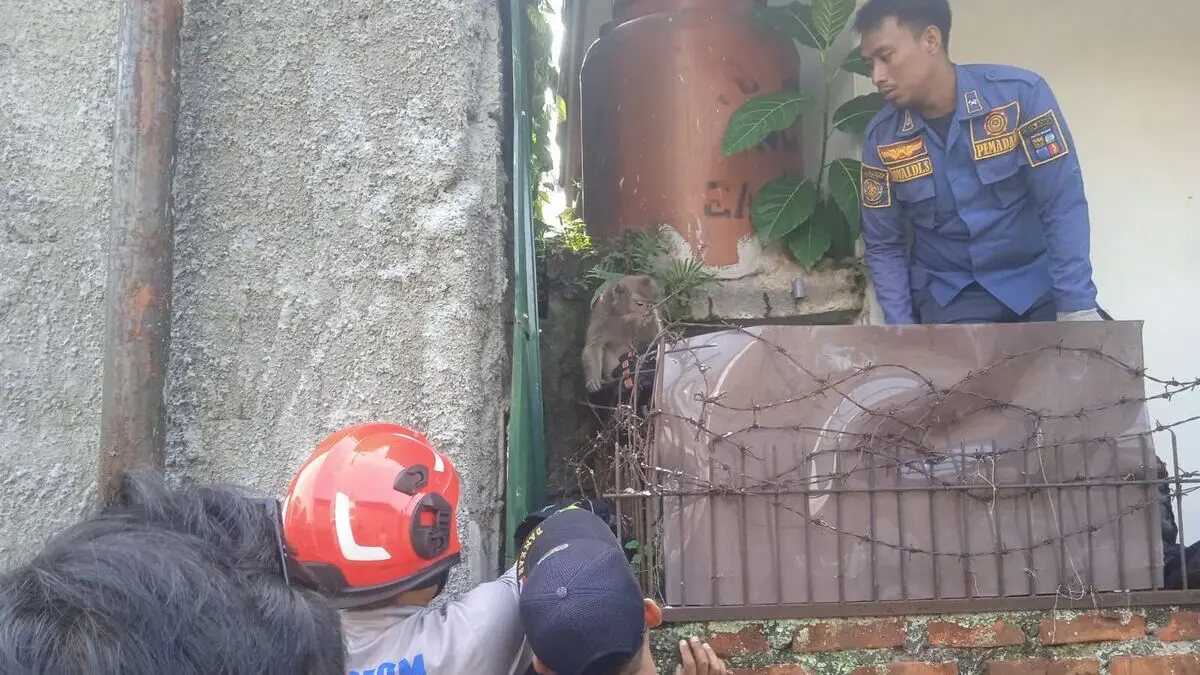 Evakuasi monyet liar di Kelurahan Tanah Baru. Foto: Damkar for Radar Bogor.