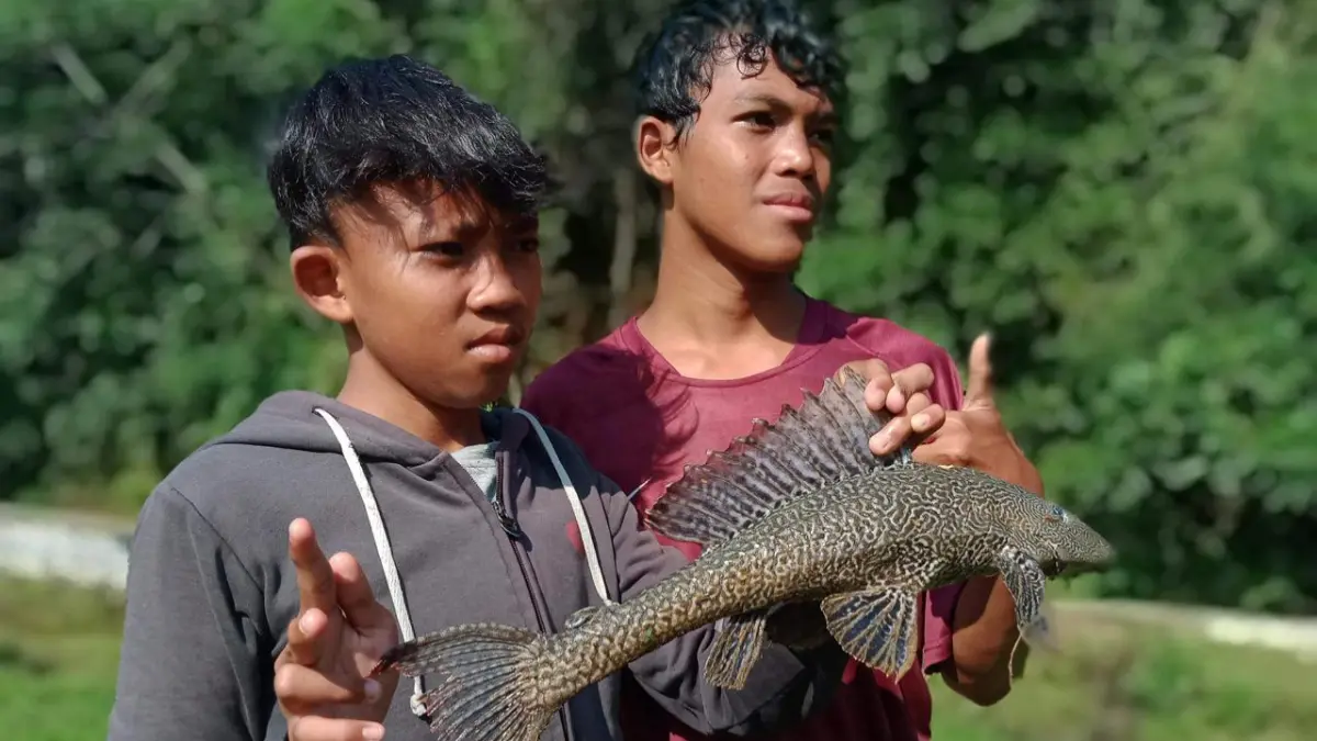 Temuan ikan sapu-sapu di aliran Sungai Ciliwung, Sukaresmi, Kota Bogor. (Dok. Suparno Jumar)