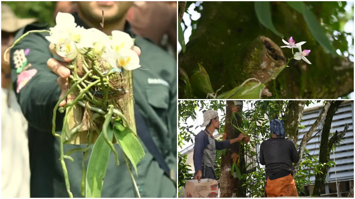 Berbagai jenis seperti Phalaenopsis, Rhynchostylis, Vanda dan Dendrobium terlihat di berbagai sudut kampus IPB.  (Foto : IPB)