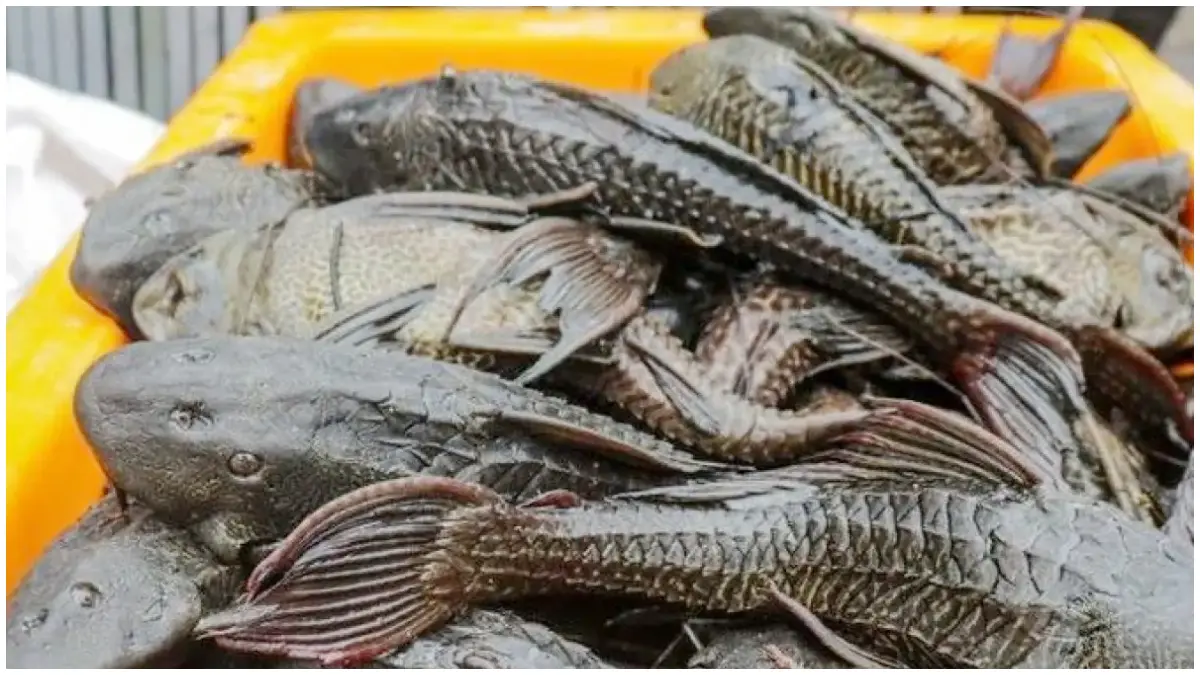 Ilustrasi ikan sapu-sapu