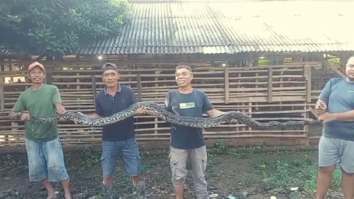 Warga Rumpin Bogor menangkap ular sanca yang memakan hewan ternak.  (Nasir/ Radar Bogor)