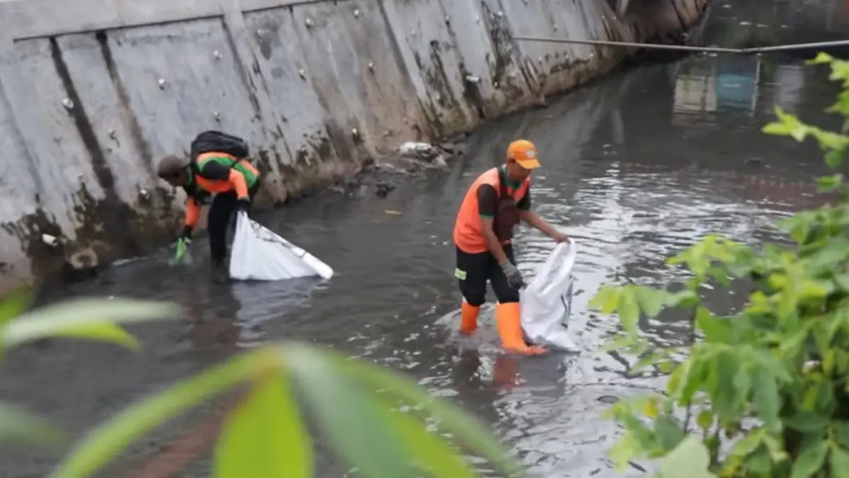 Ilustrasi pembersihan ikan sapu-sapu di sungai yang ada di Jakarta