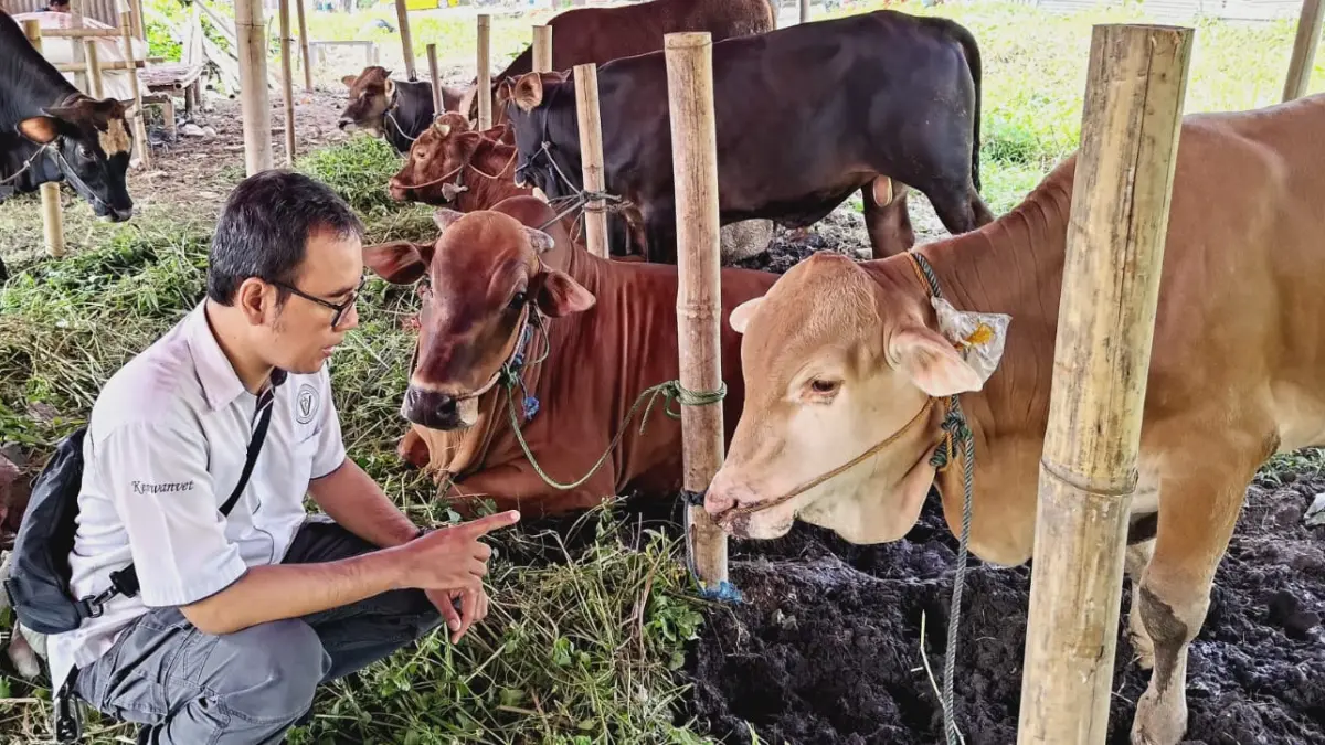 Petugas saat memeriksa kesehatan hewan kurban jelang Hari Raya Idul Adha 1447 Hijriah. (Dok. Diskanak Kabupaten Bogor)