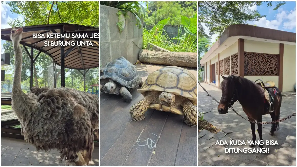 Suasana Boxies Pet Zoo di Boxies 123 Mall Tajur, Kota Bogor. (Foto: Instagram @boxies123mall)