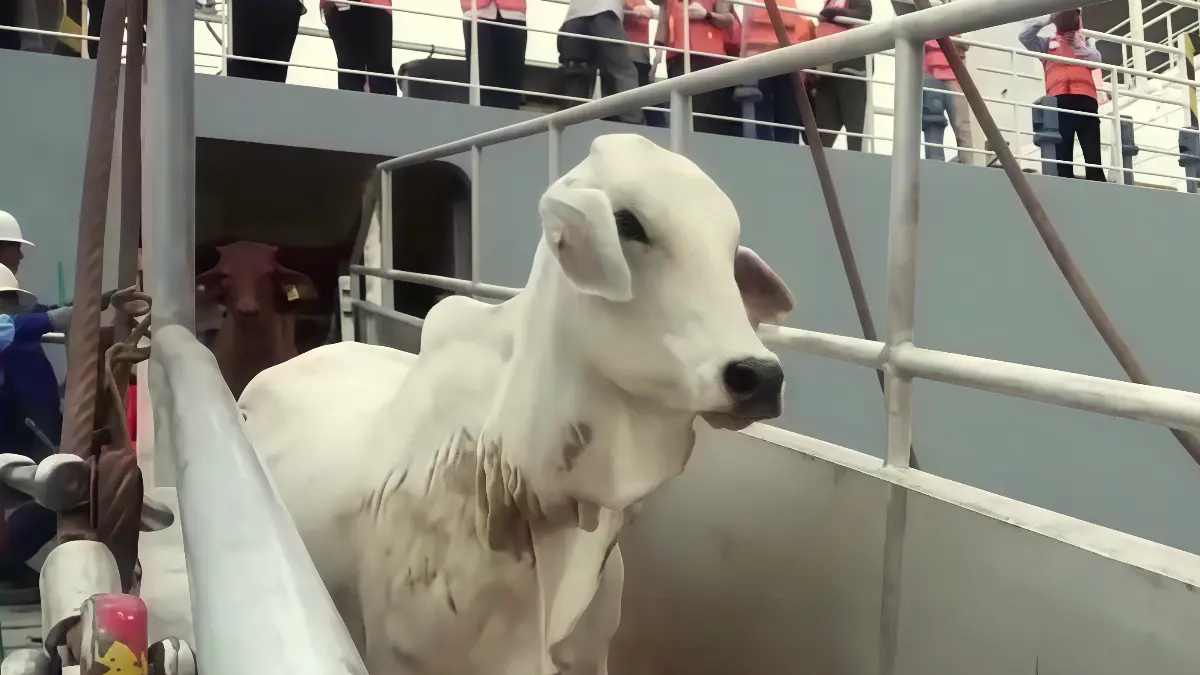 Sapi impor dari Australia masuk Indonesia.