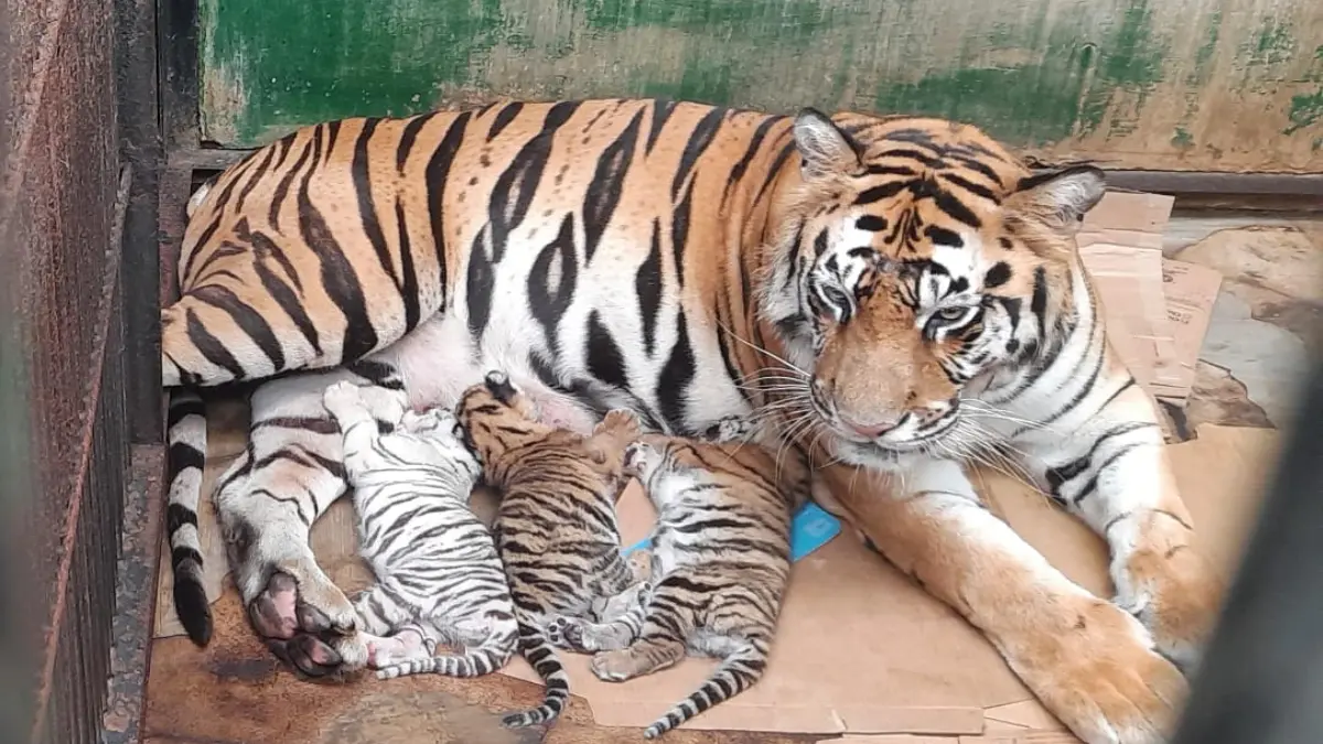 Tiga anak harimau benggala yang lahir dari hasil konservasi The Grand Taman Safari Prigen. Foto: Manajemen TSI Prigen