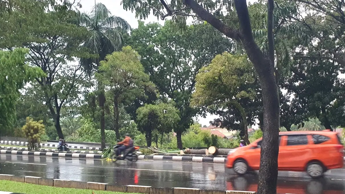 Pohon tumbang menimpa pengendara motor di Jalan Tegar Beriman, Cibinong, Kabupaten Bogor, Jumat, 1 Mei 2026. (Hendi Novian /Radar Bogor)