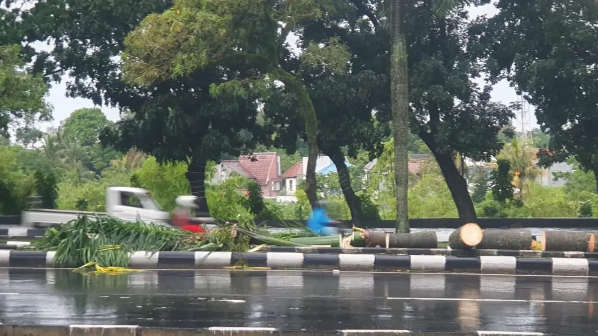 Pohon tumbang menimpa pengendara motor di Jalan Tegar Beriman, Cibinong, Kabupaten Bogor, Jumat, 1 Mei 2026. (Hendi Novian /Radar Bogor)