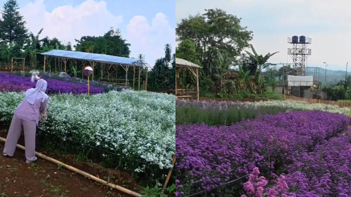 Taman Bunga Putri Kemuning Sentul Bogor. (Foto: Tangkapan Layar YouTube Wawan Trip Channel)